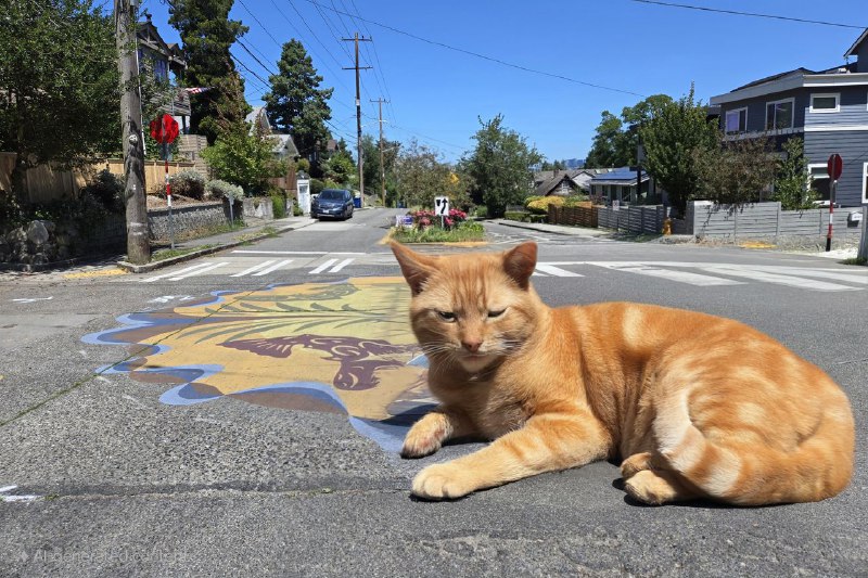 🐝 三星的 AI 图像生成器：好得令人难以置信？三星在其 Fold 6 手机上推出的全新“草图转图像” AI 工具令人印象深刻，它可以将粗略的草图转化为逼真的图像