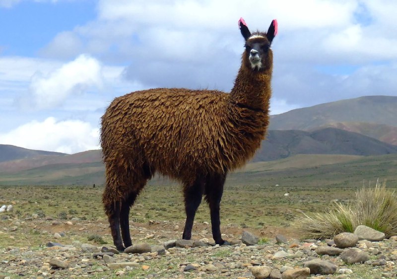 Meta或弃用自研AI模型 Llama4表现不佳成转折点据媒体报道，Meta Platforms正考虑放弃其自主研发的Llama AI模型，转而采用OpenAI和Anthropic等竞争对手的系统