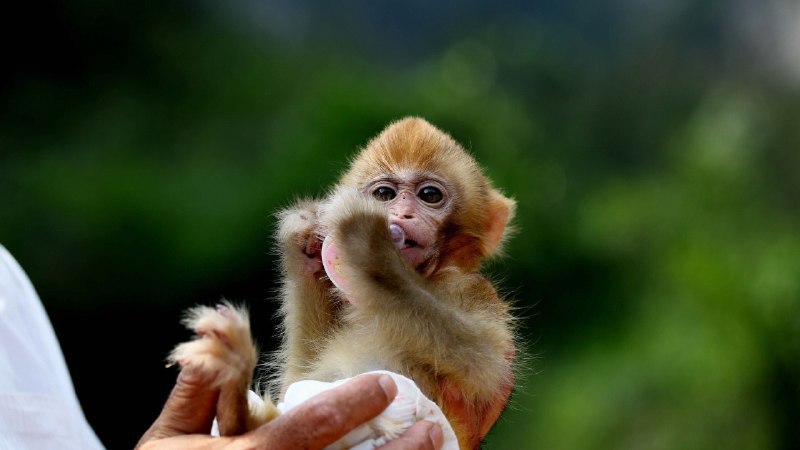 🧠 中国研究人员成功在计算机上模拟猴脑，迈向“类脑智能”新里程碑中国研究人员宣布成功在计算机上创建了一个名为“达尔文猴”（Darwin Monkey）的AI版猴脑