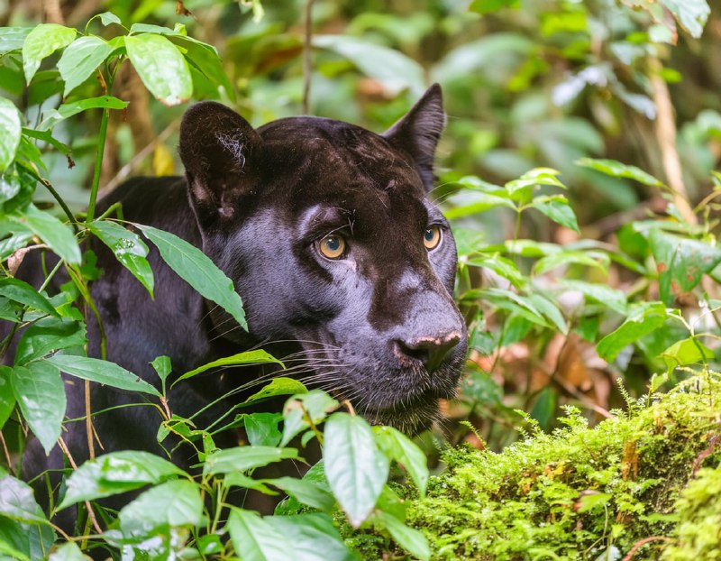 Adobe 推出新一代 Firefly 图像生成模型Adobe Firefly Image 3 具有新的文本到图像生成功能，大幅改进了生成式填充体验，现已集成到 Photoshop 多个 AI 功能控件中