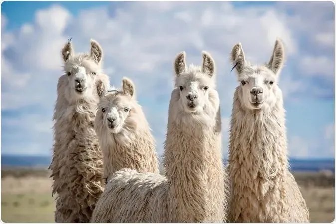 Meta高管否认公司人为提高了Llama 4的基准测试分数在 AI 基准测试中，测试集是用于评估模型训练后性能的数据集合