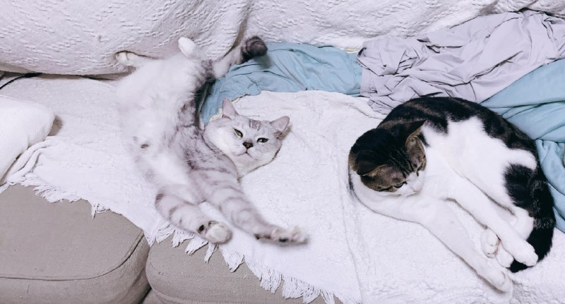 Midjourney在现实生活里的实践🤣做了 婚礼迎宾立牌和小扇子感谢AI 造福手残交互🥲(虽然还是较耗时(调细节)共花了快5小时，而且那时候还木有高清放大，打印店让我重做，还用了topaz，笑鼠#AI的神奇用法Midjourney在现实生活里的实践🤣做了 婚礼迎宾立牌和小扇子感谢AI 造福手残交互🥲(虽然还是较耗时(调细节)共花了快5小时，而且那时候还木有高清放大，打印店让我重做，还用了topaz，笑鼠#AI的神奇用法