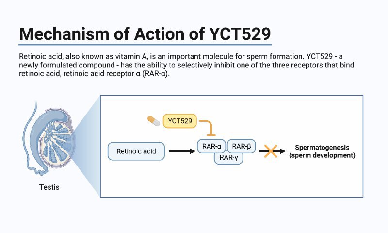 首款无激素男性避孕药或将问世 正进行二次人体临床试验该药物通过靶向视黄酸信号通路，在小鼠和灵长类动物实验中展现出可逆的避孕效果，其作用机制为选择性抑制精子生成